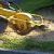 Henderson Stump Grinding & Removal by Carolina Tree Service